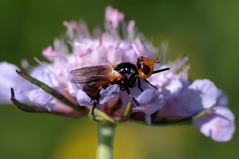 Diptera Conopidae